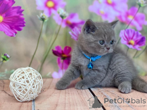 Photo №1. scottish fold - for sale in the city of Пертунмаа | 423$ | Announcement № 84209