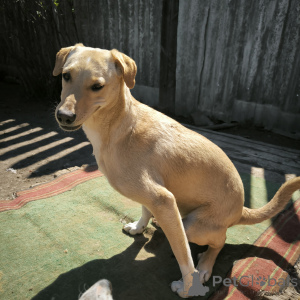 Photo №3. Not like everyone else! Dog named Karamel.. Russian Federation