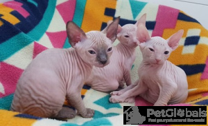 Photo №1. sphynx cat - for sale in the city of Zagreb | negotiated | Announcement № 134534