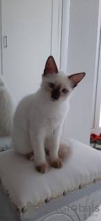 Photo №1. siamese cat - for sale in the city of Berlin | Is free | Announcement № 125380