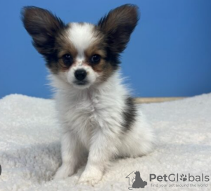 Photo №1. papillon dog - for sale in the city of Stockholm | negotiated | Announcement № 96374