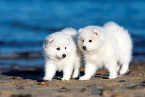 Additional photos: Japanese Spitz puppies
