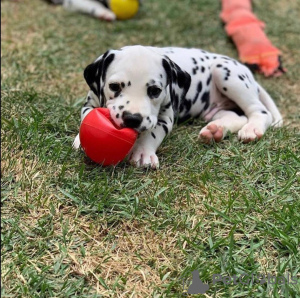 Photo №1. dalmatian dog - for sale in the city of Oregon | 400$ | Announcement № 115490