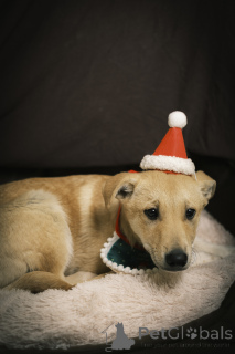 Photo №2 to announcement № 135444 for the sale of non-pedigree dogs - buy in Russian Federation private announcement