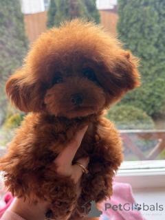 Photo №1. poodle (dwarf) - for sale in the city of Krasnodar | 2782$ | Announcement № 155083