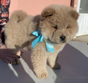 Photo №1. chow chow - for sale in the city of Temerin | negotiated | Announcement № 89596