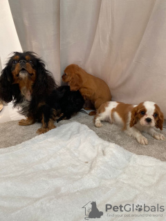 Photo №1. cavalier king charles spaniel - for sale in the city of Берлинген | 444$ | Announcement № 90321