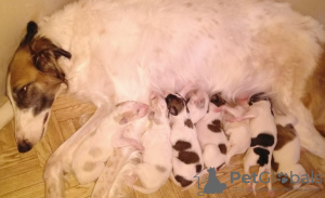 Photo №1. borzoi - for sale in the city of Tyumen | 408$ | Announcement № 9290