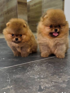 Photo №1. pomeranian - for sale in the city of Werbass | negotiated | Announcement № 151265