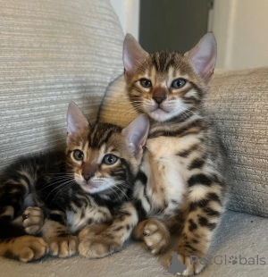 Photo №1. bengal cat - for sale in the city of Oberhaching | 361$ | Announcement № 174769