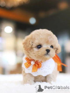 Photo №4. I will sell poodle (royal) in the city of Abu Dhabi. breeder - price - negotiated