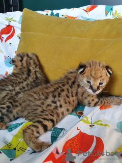 Additional photos: savannah, serval and caracal kittens