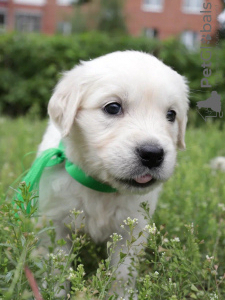 Photo №1. golden retriever - for sale in the city of Tolyatti | 345$ | Announcement № 21039