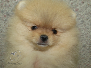 Photo №4. I will sell pomeranian in the city of Eagle. breeder - price - 711$