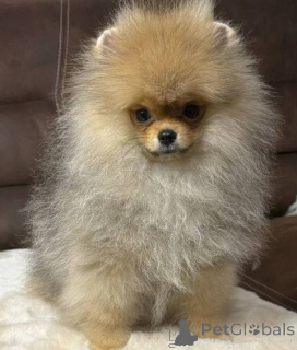 Photo №2 to announcement № 136261 for the sale of pomeranian - buy in Serbia 