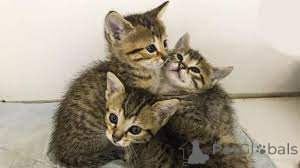 Photo №1. egyptian mau - for sale in the city of Espoo | 516$ | Announcement № 171569