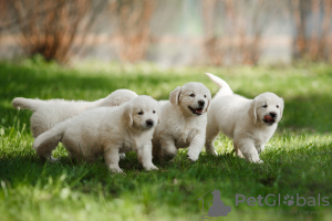 Photo №1. golden retriever - for sale in the city of Basel | 370$ | Announcement № 52247