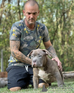 Additional photos: American bully with pocket on sale