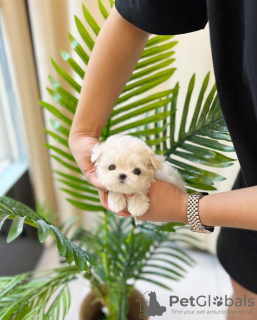 Photo №3. Beautiful and Lovely Maltese puppy. United States