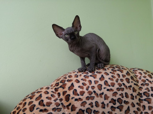 Photo №1. sphynx-katze - for sale in the city of Tomsk | negotiated | Announcement № 3016