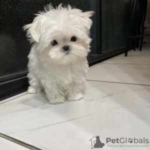 Additional photos: Very playful Maltese puppies