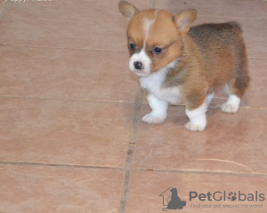 Photo №2 to announcement № 44886 for the sale of welsh corgi - buy in Lithuania private announcement