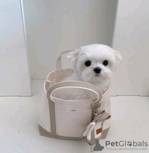 Photo №3. Beautiful Maltese puppies are ready Contact(530) 285-0574. United States