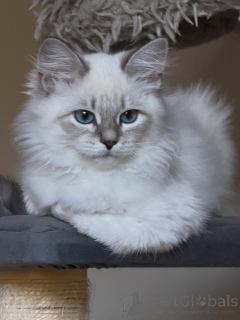 Photo №2 to announcement № 154640 for the sale of siberian cat - buy in Germany breeder