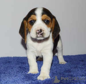 Photo №1. beagle - for sale in the city of Paris | negotiated | Announcement № 76030