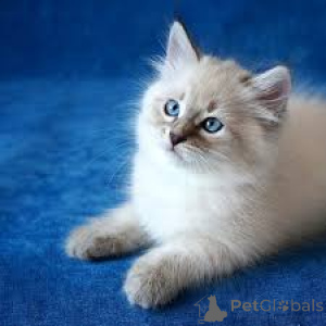 Photo №4. I will sell siberian cat in the city of Helsinki. private announcement, breeder - price - 465$
