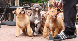 Photo №1. american bulldog - for sale in the city of Dalarö | 877$ | Announcement № 168182