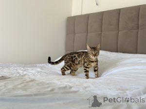 Photo №4. I will sell bengal cat in the city of Kansas City. private announcement, from nursery, from the shelter, breeder - price - negotiated