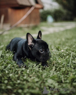 Photo №3. french bulldog. Germany