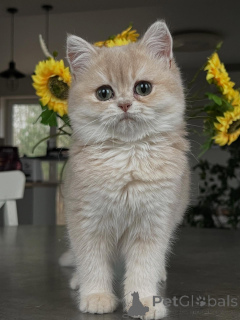Photo №3. Sparkling Emerald Eyes & Silky White Fur Meet the Chinchilla Kitten. Germany