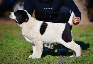 Photo №3. Central Asian Shepherd puppies for sale. Serbia