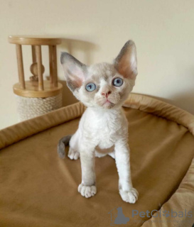 Photo №1. devon rex - for sale in the city of Munich | Is free | Announcement № 107990