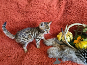 Photo №1. bengal cat - for sale in the city of Aserri | 200$ | Announcement № 92169