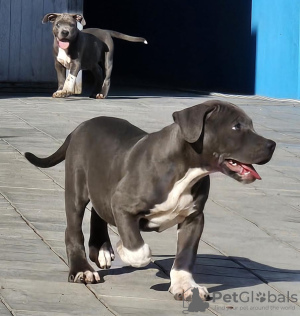 Photo №2 to announcement № 125765 for the sale of american bully - buy in Serbia breeder