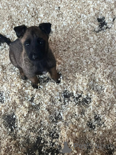 Photo №3. 9 week old Belgian malinois puppies. Belgium