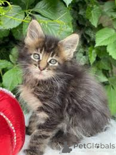 Photo №1. maine coon - for sale in the city of Amsterdam | 723$ | Announcement № 162600