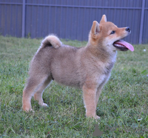 Photo №1. shiba inu - for sale in the city of Belgrade | negotiated | Announcement № 111194