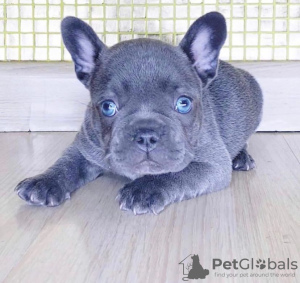 Photo №1. french bulldog - for sale in the city of Debrecen | Is free | Announcement № 83828