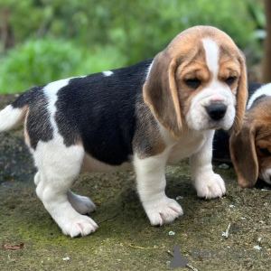 Additional photos: Beautiful beagle puppies for sale.