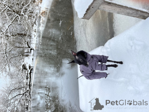 Photo №3. Boys Levgate with a pedigree for knitting in Belarus. Announcement № 137743