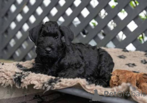 Photo №1. giant schnauzer - for sale in the city of Borgholm | negotiated | Announcement № 173094