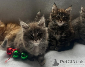 Photo №4. I will sell maine coon in the city of Vienna. breeder - price - 113$