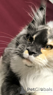 Photo №3. Mainecoon. Netherlands