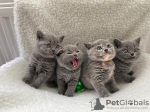 Photo №1. british shorthair - for sale in the city of Graz | 312$ | Announcement № 24861