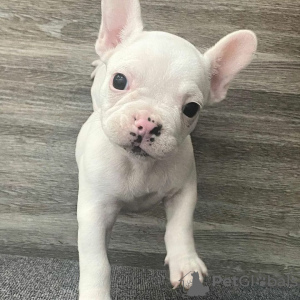 Additional photos: french bulldog