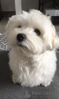 Photo №2 to announcement № 132991 for the sale of maltese dog - buy in United States 